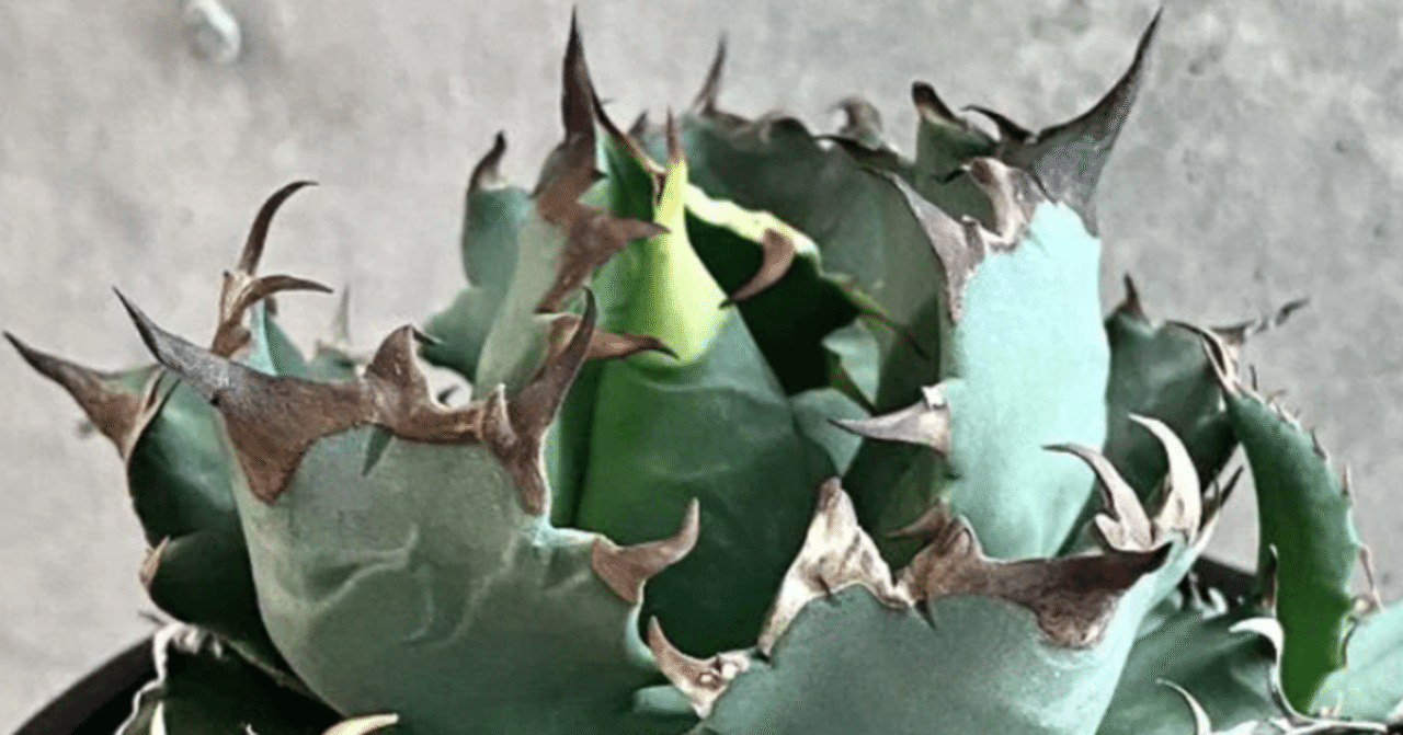 蛙・ω・)アガベ（の高いやつ）を育てたい【趣味の話】｜虫圭( ๑╹ω╹๑