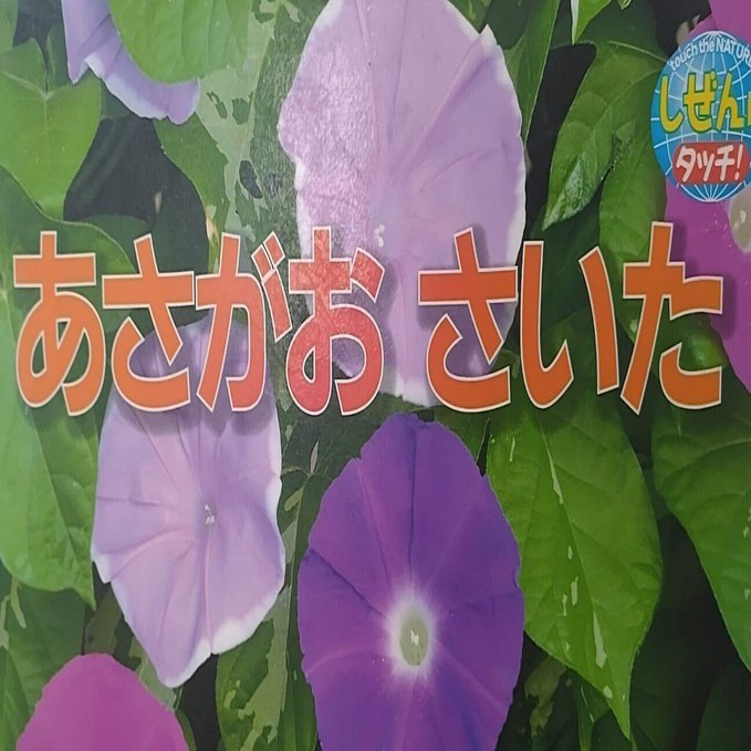 絵本「あさがおさいた」のあらすじの紹介と評価｜ふかはるかん