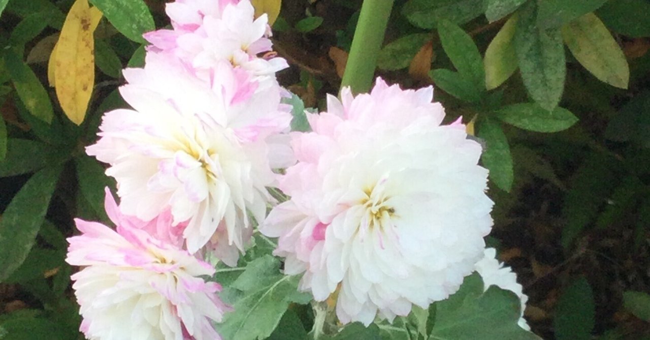 ⭐️菊苗⭐️ まずコメントにて色の指定をお願いします ⭐️菊苗⭐️ まずコメントにて色の指定をお願いします ⭐️菊苗