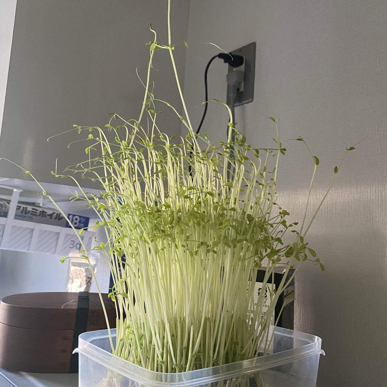 初めまして 豆苗について語ります 豆苗爆発 Note