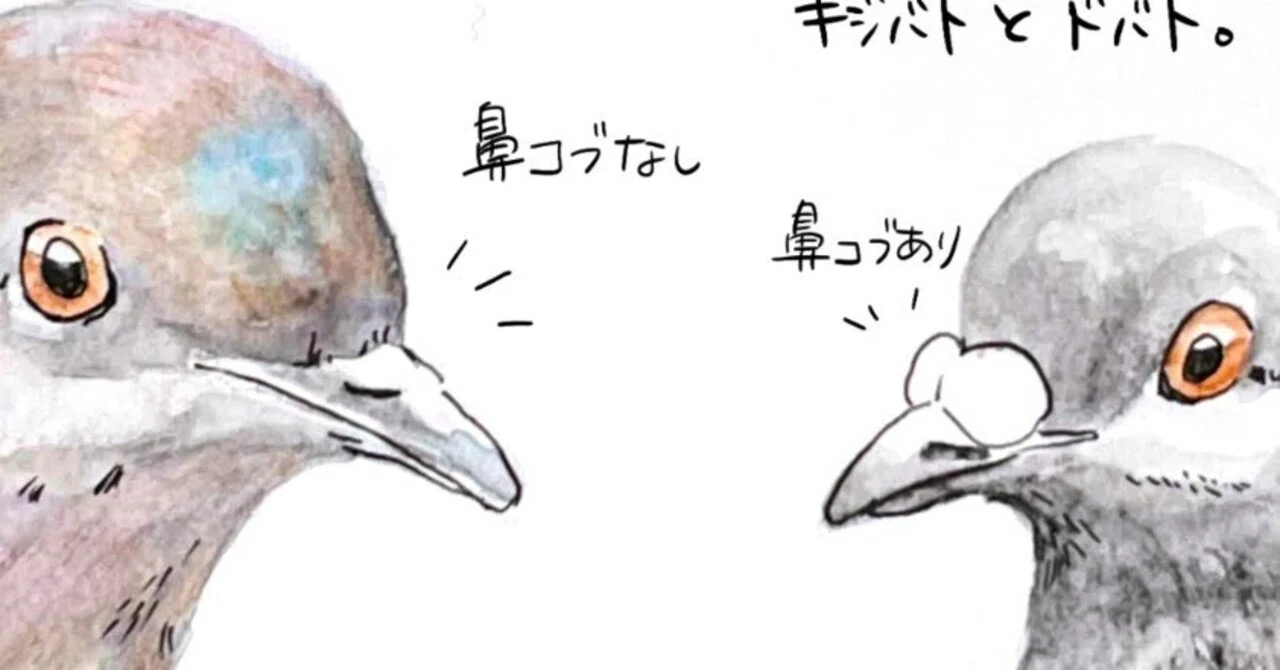 鼻コブをチェック。ハトは2種類います|ドバト・キジバト|くますけ|自然ガイド・クリエイター