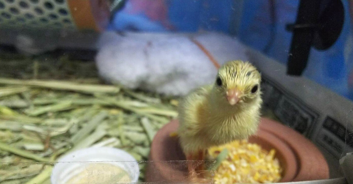 ひめうずら研究室 成鳥用配合飼料 4kg 鳥 餌 ヒメウズラ ひめうずら研究室 成鳥用配合飼料 4kg 鳥 餌 ヒメウズラ - メルカリ