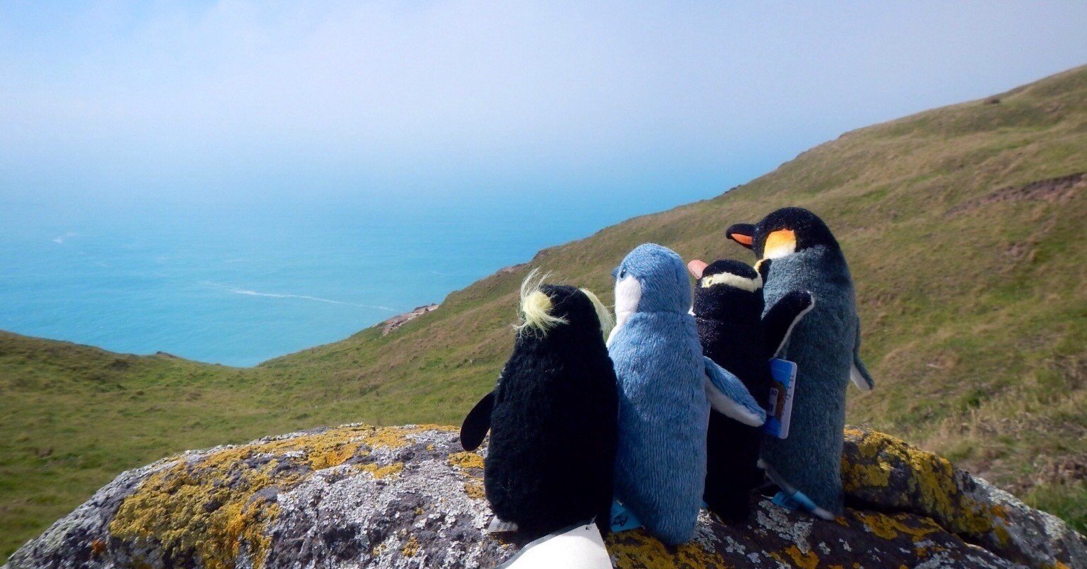 起世美のペンギンな妄想的未来図｜ペンギン好きぃ／鈴木起世美