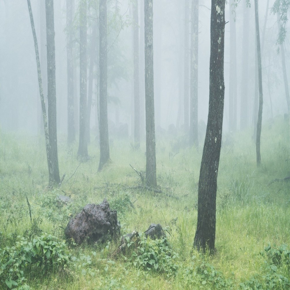 ラージフォーマット(中判)ミラーレスからフルサイズに戻った理由｜斎藤