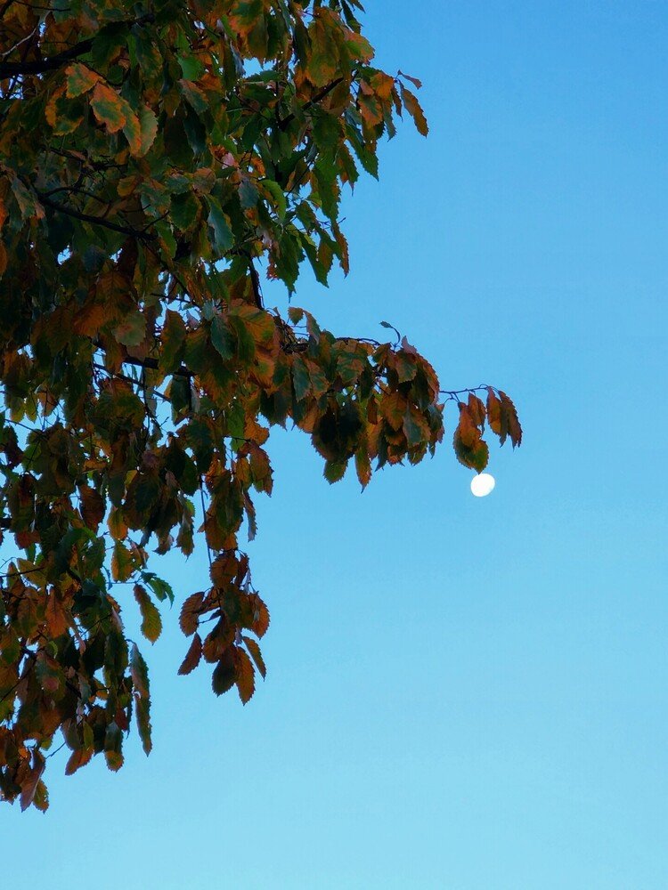 おはよーございます。

アヲイアヲイ空。
樹の先に少々欠けた月の雫。
眠そうにユワユワ揺れておりました。

さて月曜日。
佳い一週間を。


#sky #winter #moon #love #moritaMiW #空 #冬 #月 #佳い一日の始まり