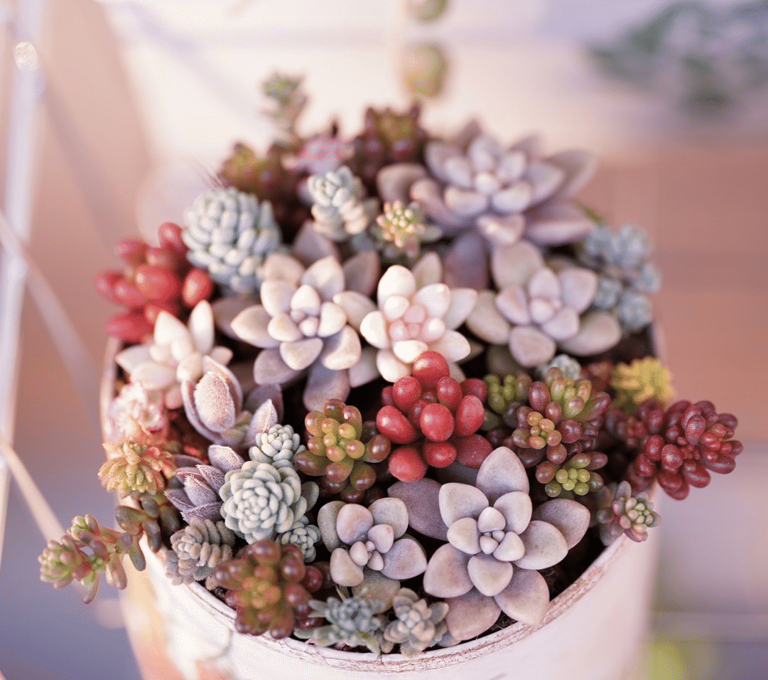 多肉植物 12月中旬の多肉植物｜hika@m