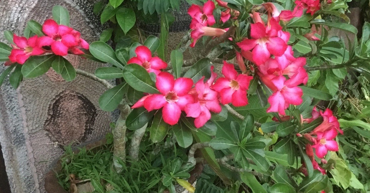 ナラとナーラーヤナ｜Jepunsari