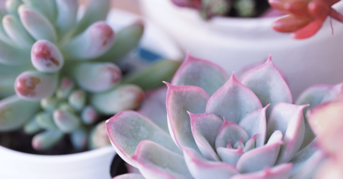 多肉植物 赤と緑のグラデーション*4 多肉植物 赤と緑のグラデーション*4 多肉植物：紅葉4種セット 3.5