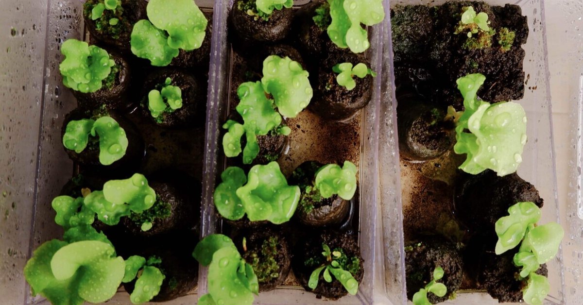 ビカクシダ はやし Nano ナノ 胞子培養 ラスト 