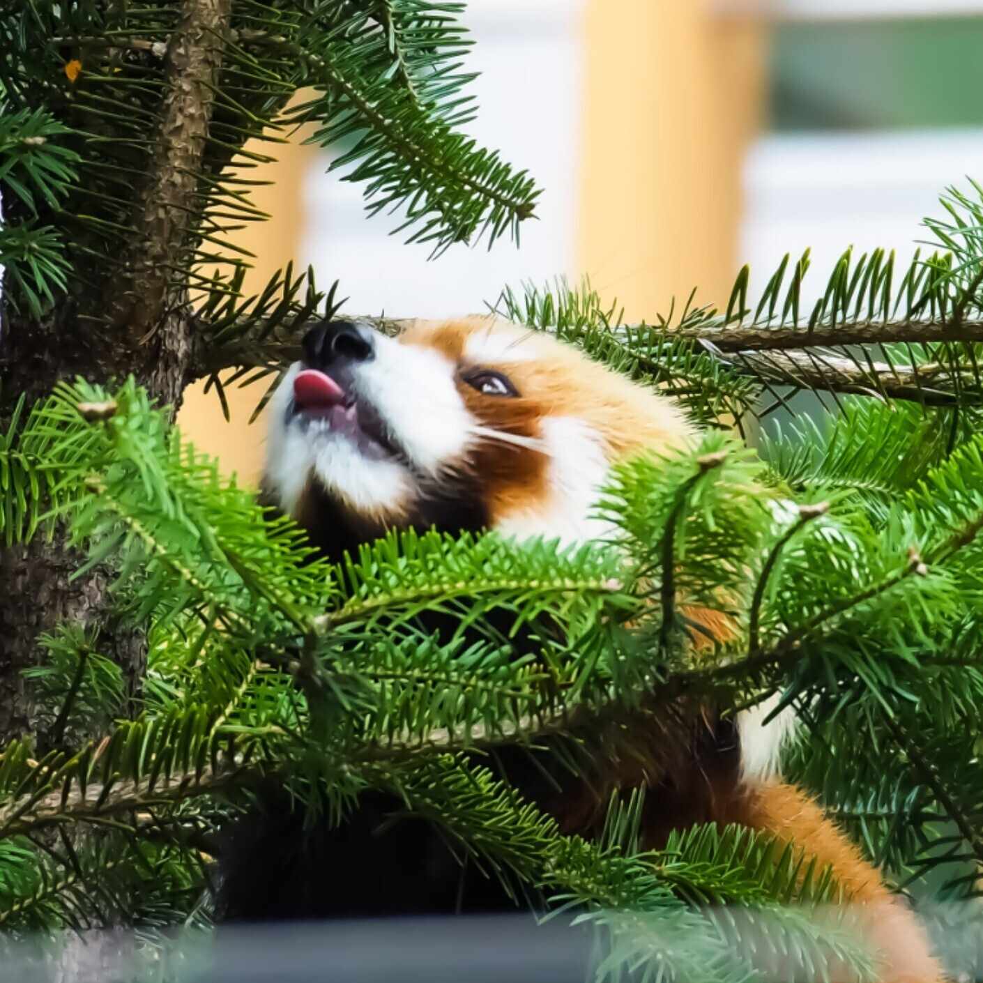 蛍火艶夜』のはなし② - 2023/07/04 日記#191｜ふわふわのすし