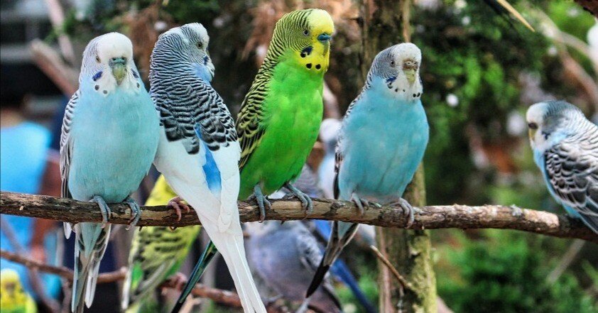 セキセイインコ｜TECHNOuchi