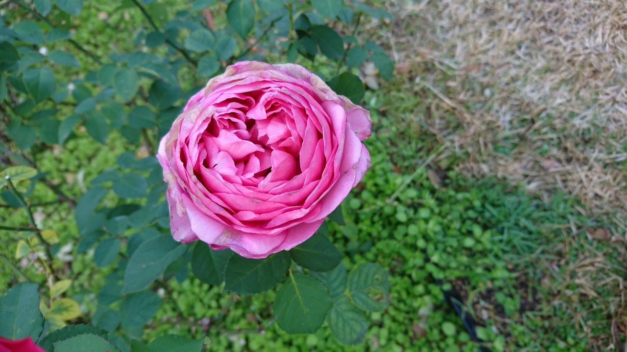 今朝のバラ 1月8日 火 つぃてる だぃちゃ Note