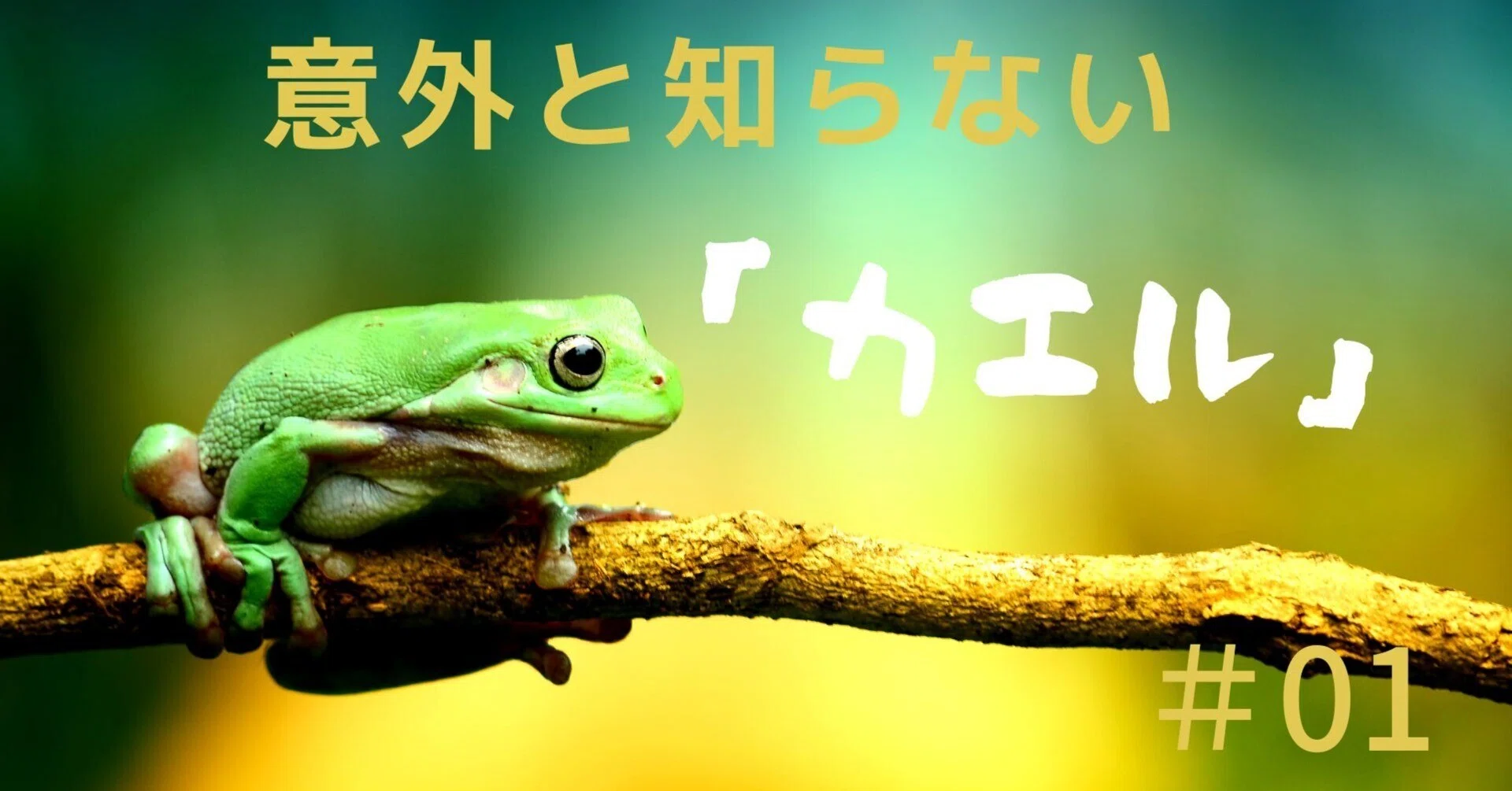 意外と知らない「カエル」#06｜mba_international