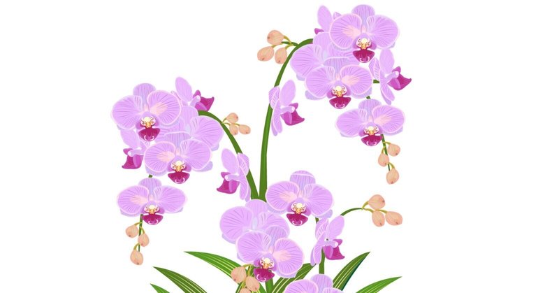 花言葉日誌：12月13日の誕生花は「シンビジウム（ピンク）」