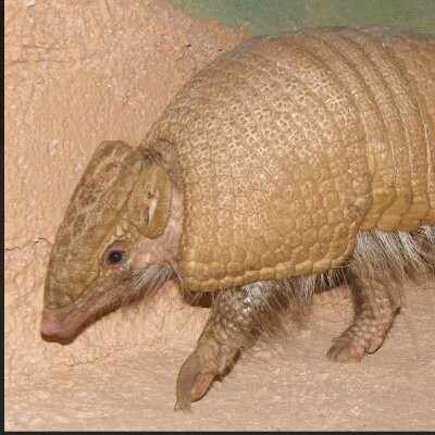 アナマジロ ○〜