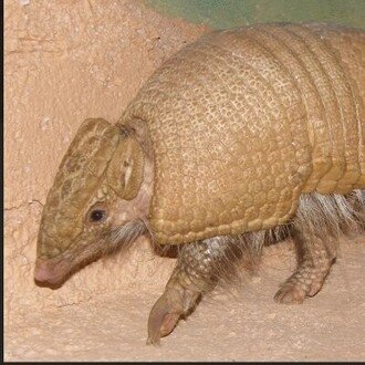 アナマジロ ○〜