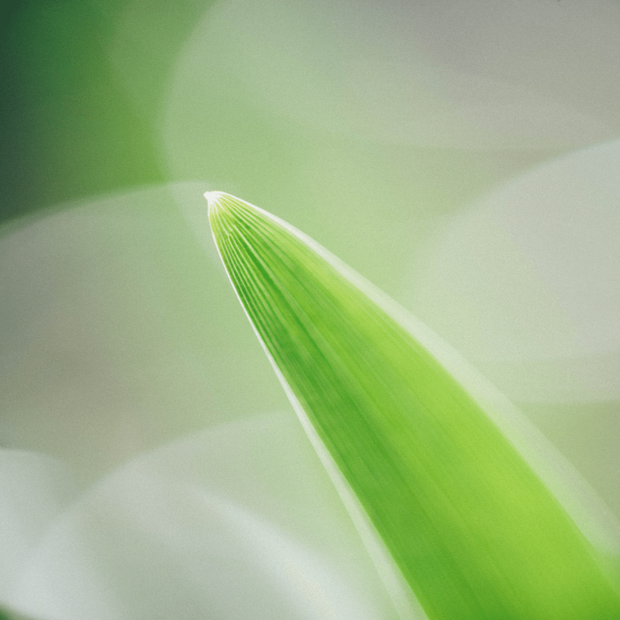 Nikon 105mm F2.8D micro｜SUBARU