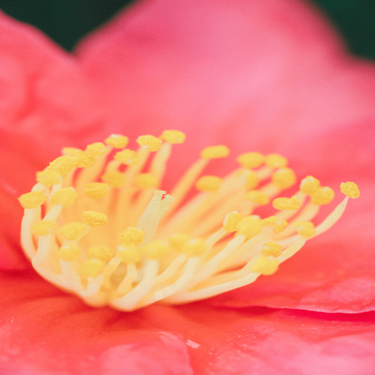 Nikon 105mm F2.8D micro｜SUBARU