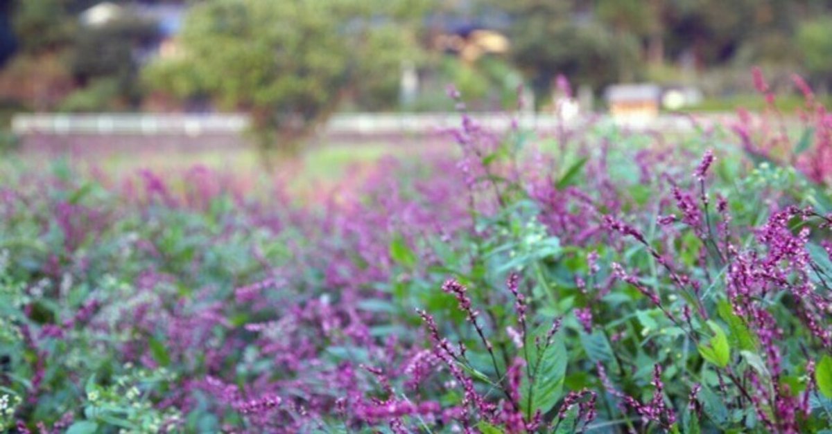 更紗様琉球*海花のたね