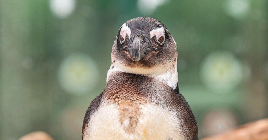 32bc1609169da761a71757b4385351