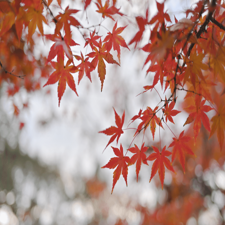 38 NIKKOR Z 28mm f/2.8 と 40mm f/2の魅力｜たざえもん