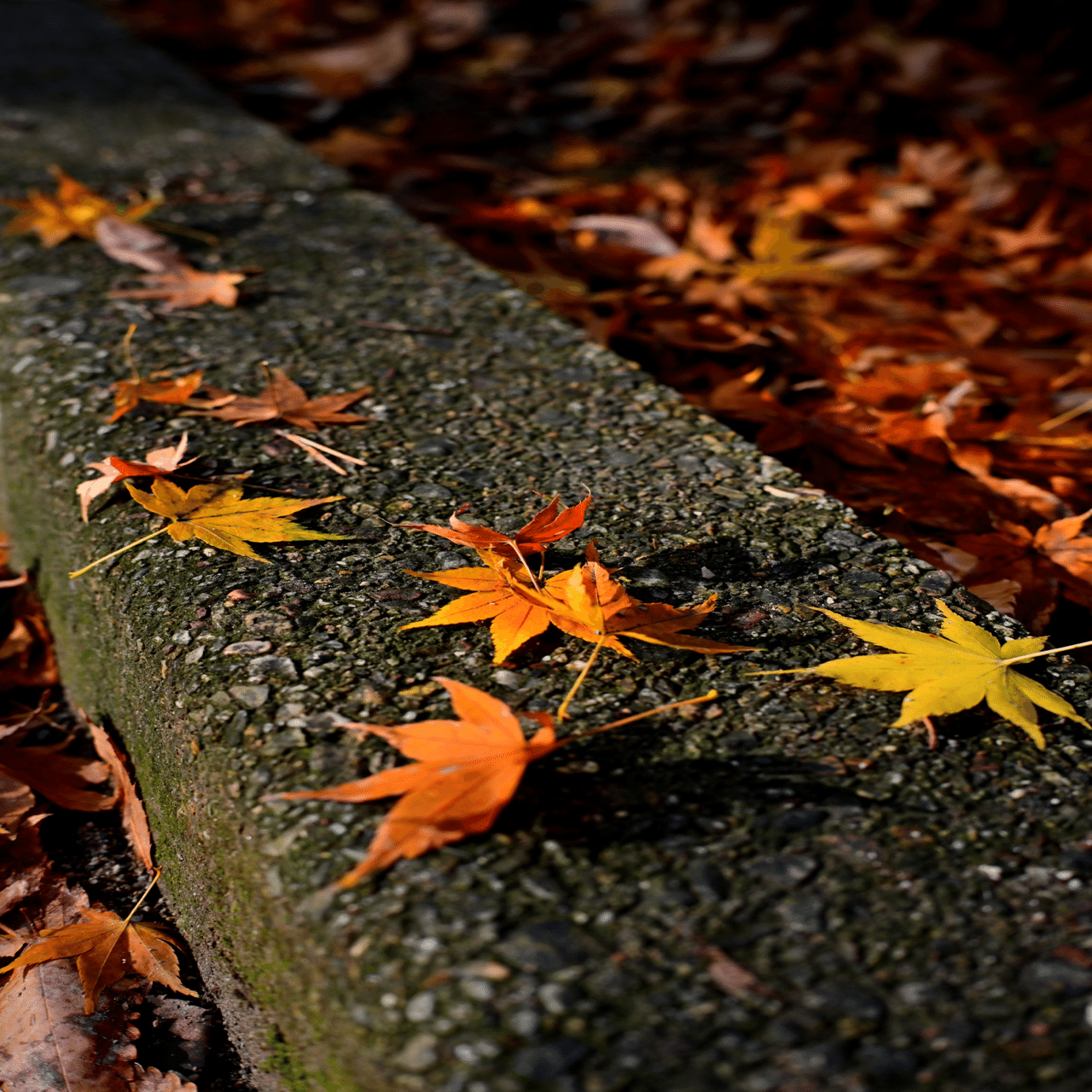 38 NIKKOR Z 28mm f/2.8 と 40mm f/2の魅力｜たざえもん