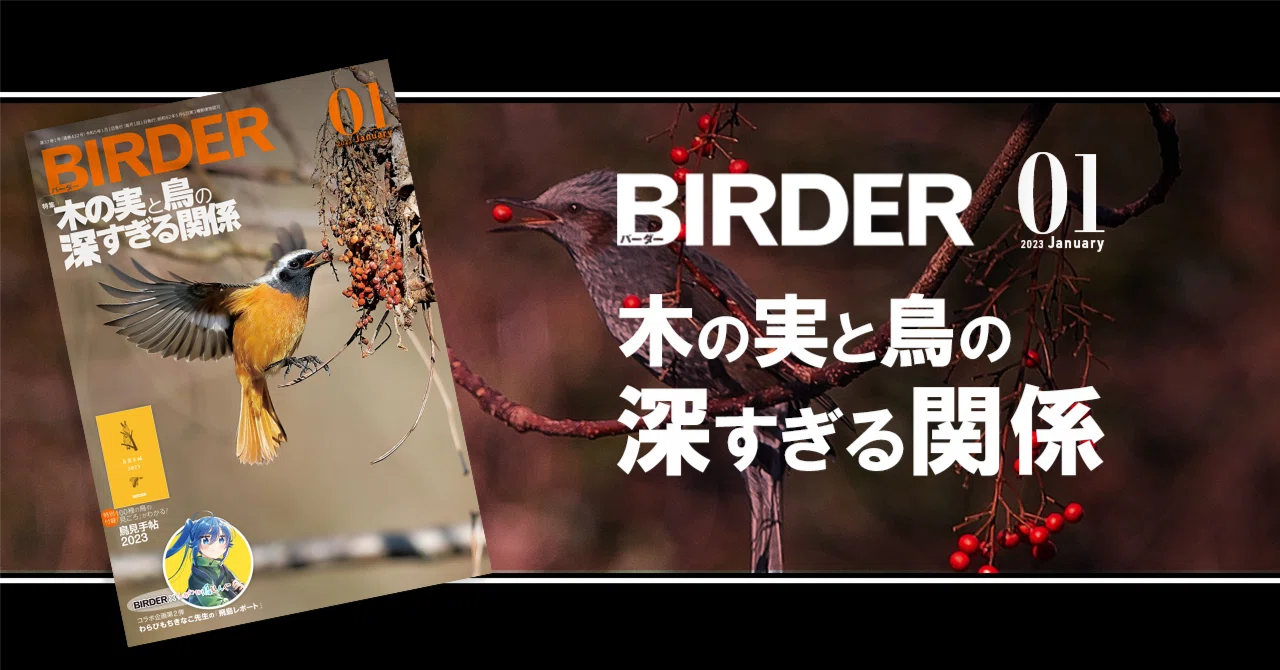 BIRDER1月号の見どころ｜ブンイチ（文一総合出版）