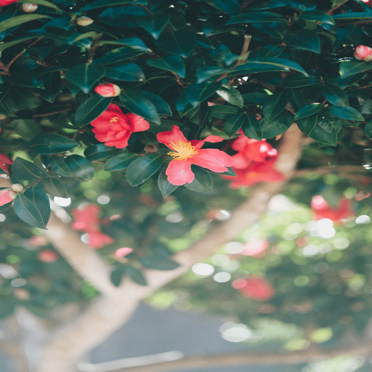 Nikon 105mm F2.8D micro｜SUBARU