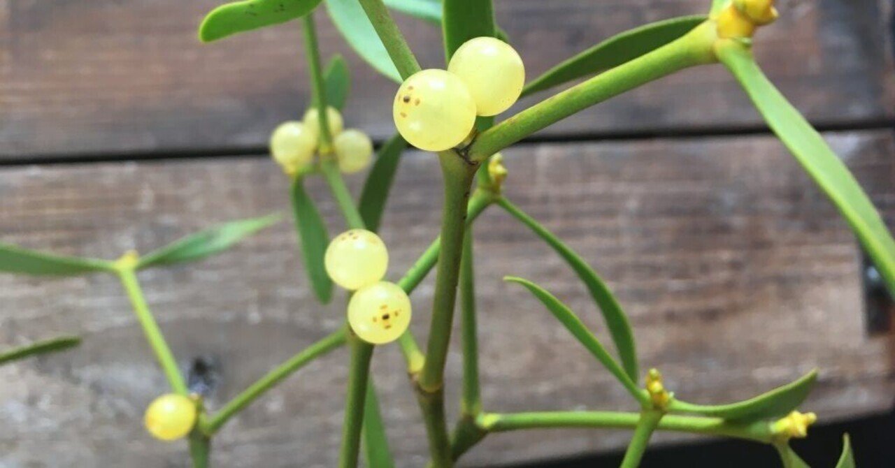 ヤドリギの下で｜D.STYLE