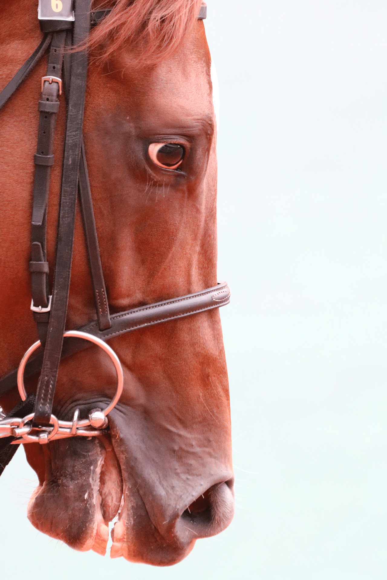 乗馬 馬術 RAMBO ミックレム 頭絡 コンペティションディアマンテブライドル