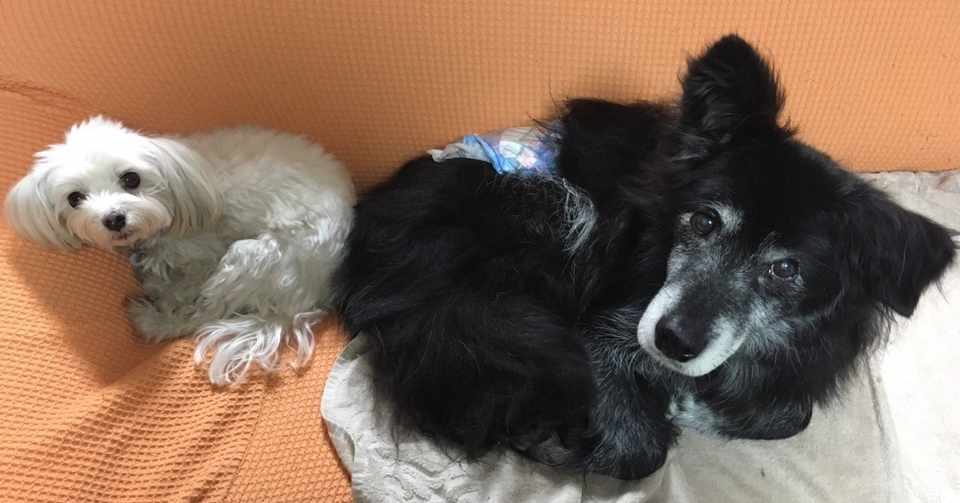 雑記 ペットのお葬式を体験した話 ホソヤ タケヒロ Note