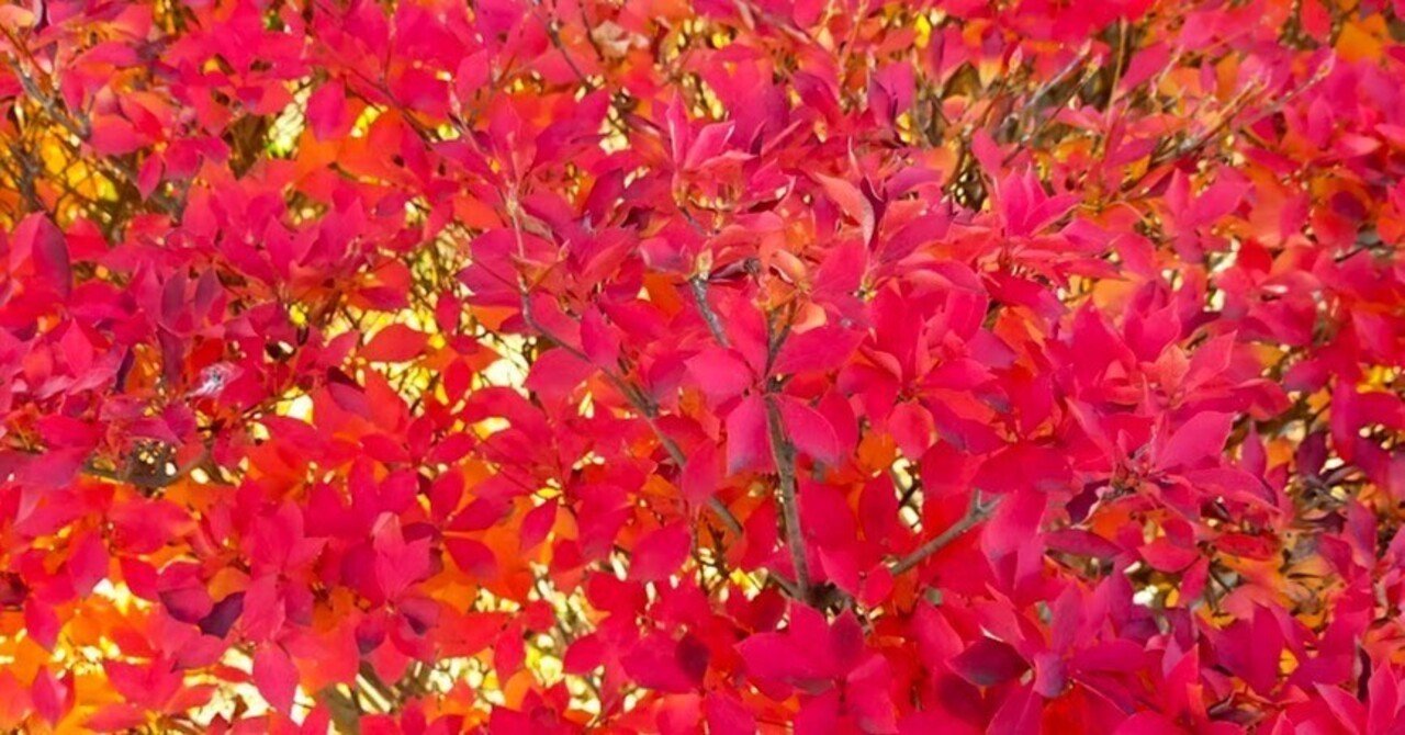 通勤の満天星紅葉 どうだんもみじ 足早に やどかり Note