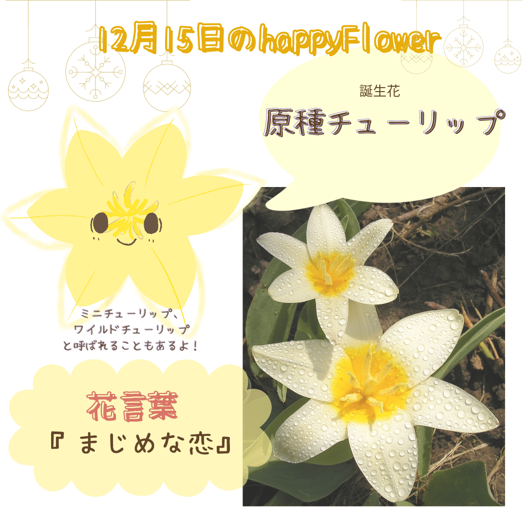 12月15日の誕生花と花言葉でおめでとう イラスト 写真 森田はぐみ イラストレーター Hanapopdesign Hug Note 12月15日の誕生花と花言葉でおめでとう イラスト 写真 森田はぐみ イラストレーター Hanapopdesign Hug Note