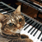 YUKI_PIANO｜Lesson＆Cat