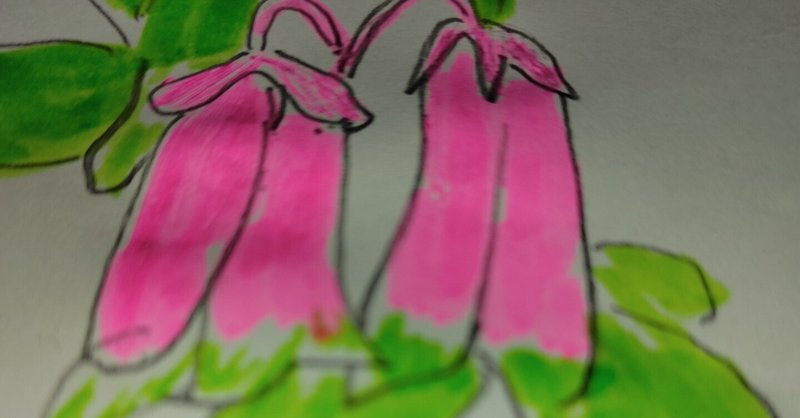 花言葉日誌：12月16日の誕生花は「エンジェルランプ」