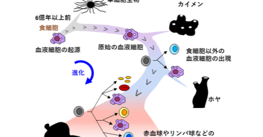 動物の単細胞祖先に至る血球の進化史の追跡｜ヤオナ