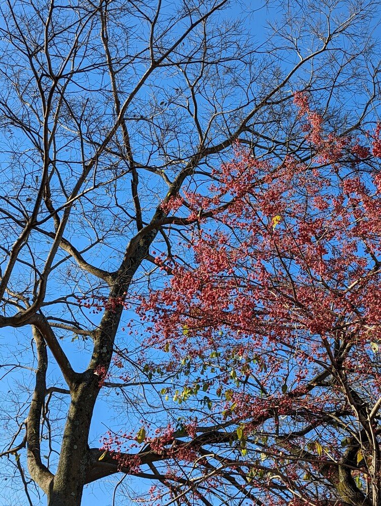早朝の公園散歩。今朝は寒かった。マユミの木が薄紅色の実を沢山つけていました。