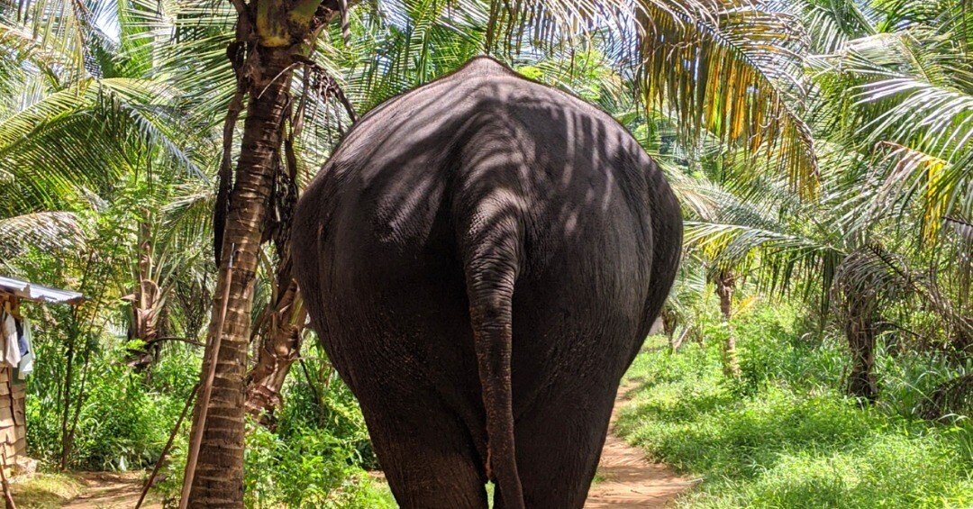 幸せ運ぶスリランカ像 幸せ運ぶスリランカ像