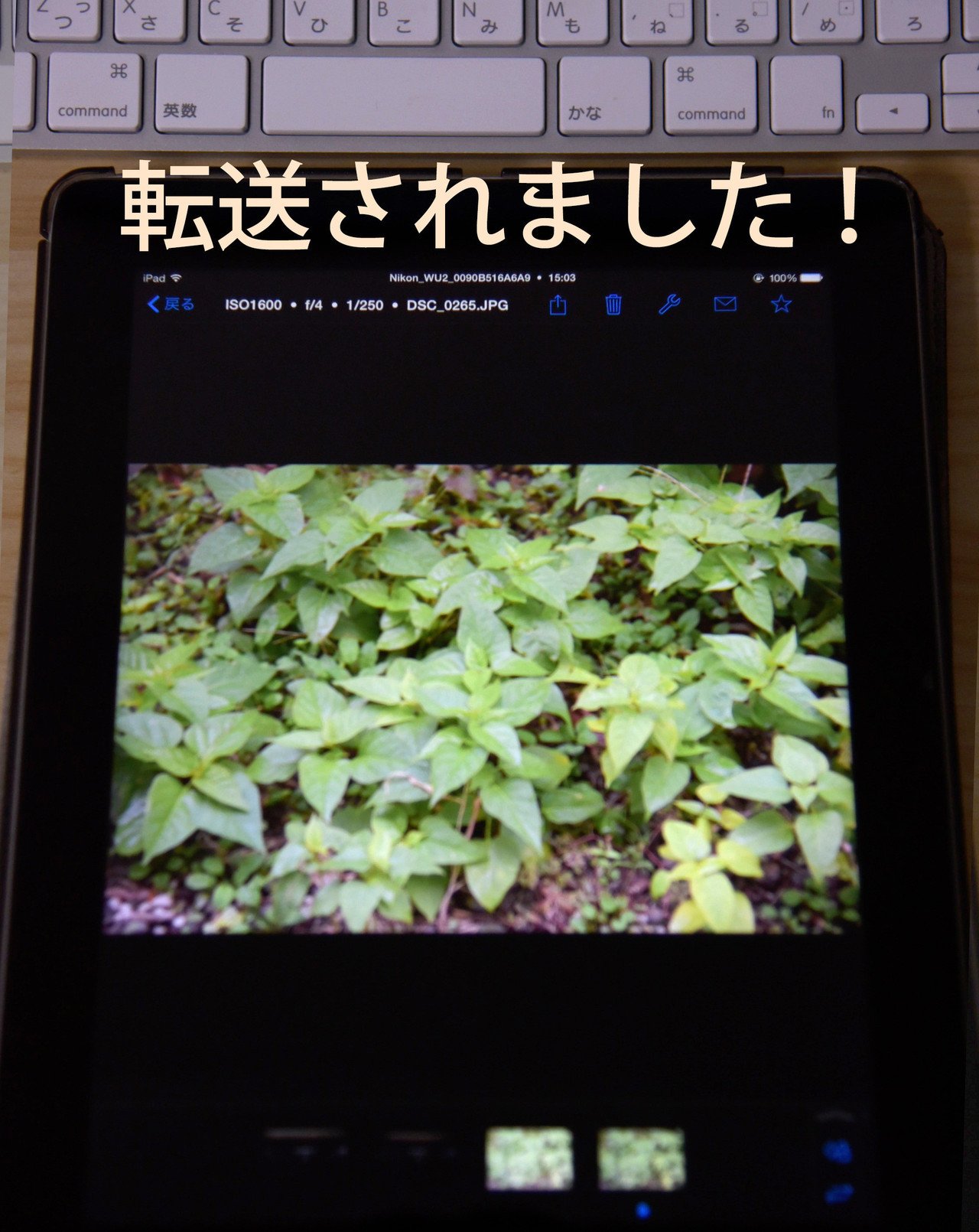 ❤️初心者おススメ✨❤️アイフォン転送可能✨❤️Nikon ニコン D50 ❤️初心者おススメ✨❤️アイフォン転送可能✨❤️Nikon ニコン D50
