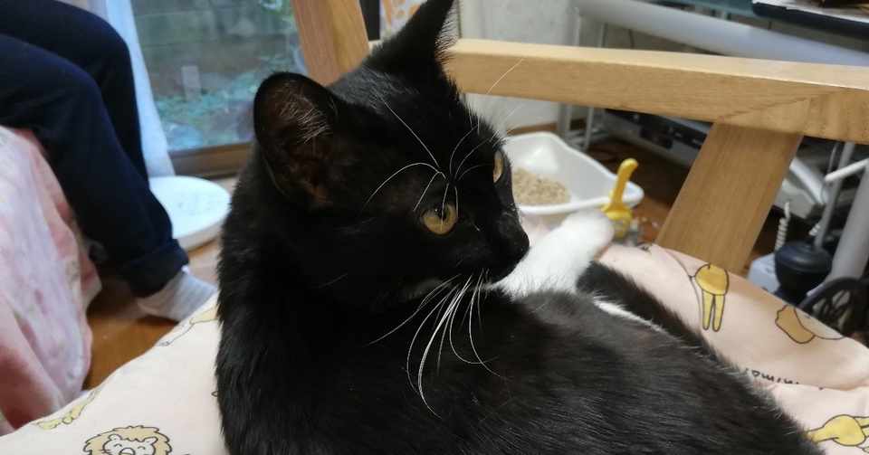 毎日親猫が子猫を迎えに来る ねこのきもち がわからない 香山由奈 Note