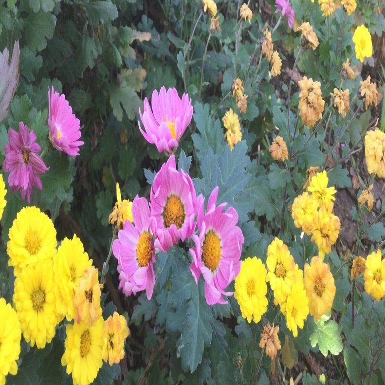 また菊の話ー冬至芽と根分け｜Chappy