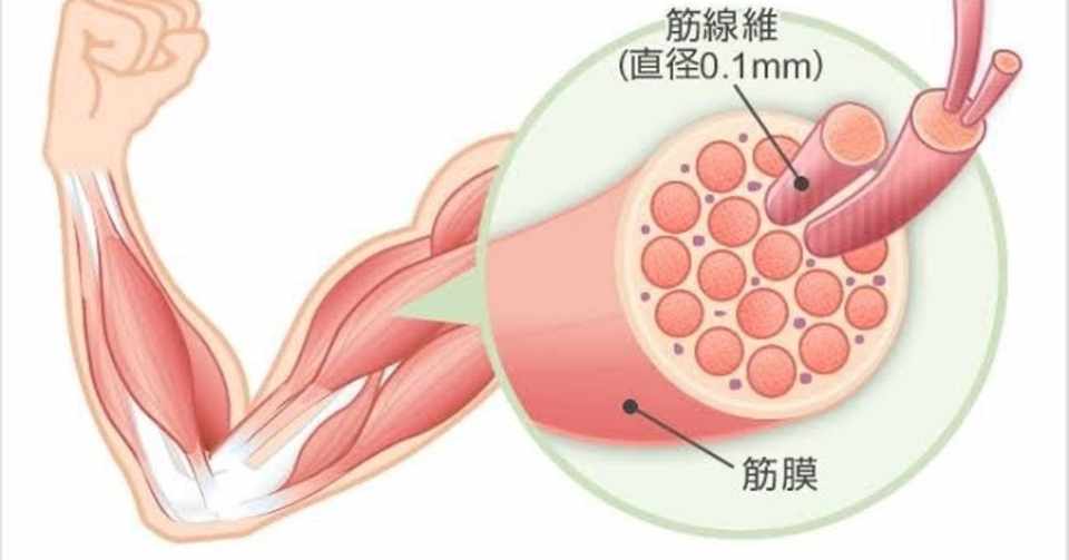 筋肉痛は喜ぶべき痛みなのか 西岡優樹 L 日本ワイン酒場マルノヒオーナー Note