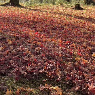 ミヤコカエデ(Miyako Kaede)