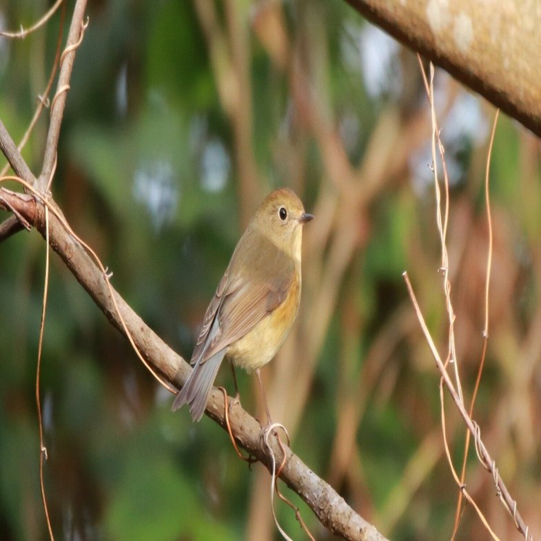 屋久島の鳥たち 12月｜YAKUSHIMA ZINE