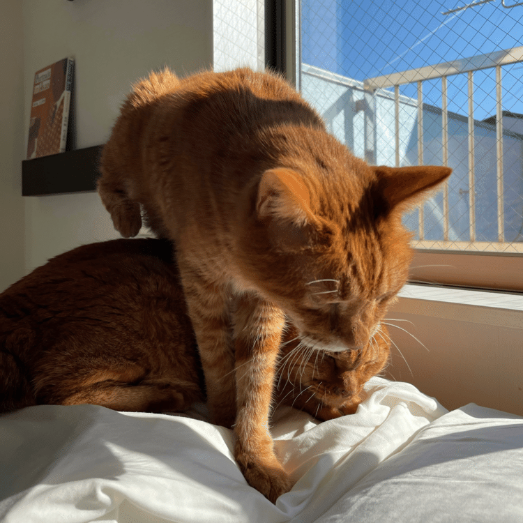 晴れの日はココが猫の場所。ボクもチビも寝られるように枕が二つセットされます。遅れてきたボク、チビを乗りこえて隣の枕へ。