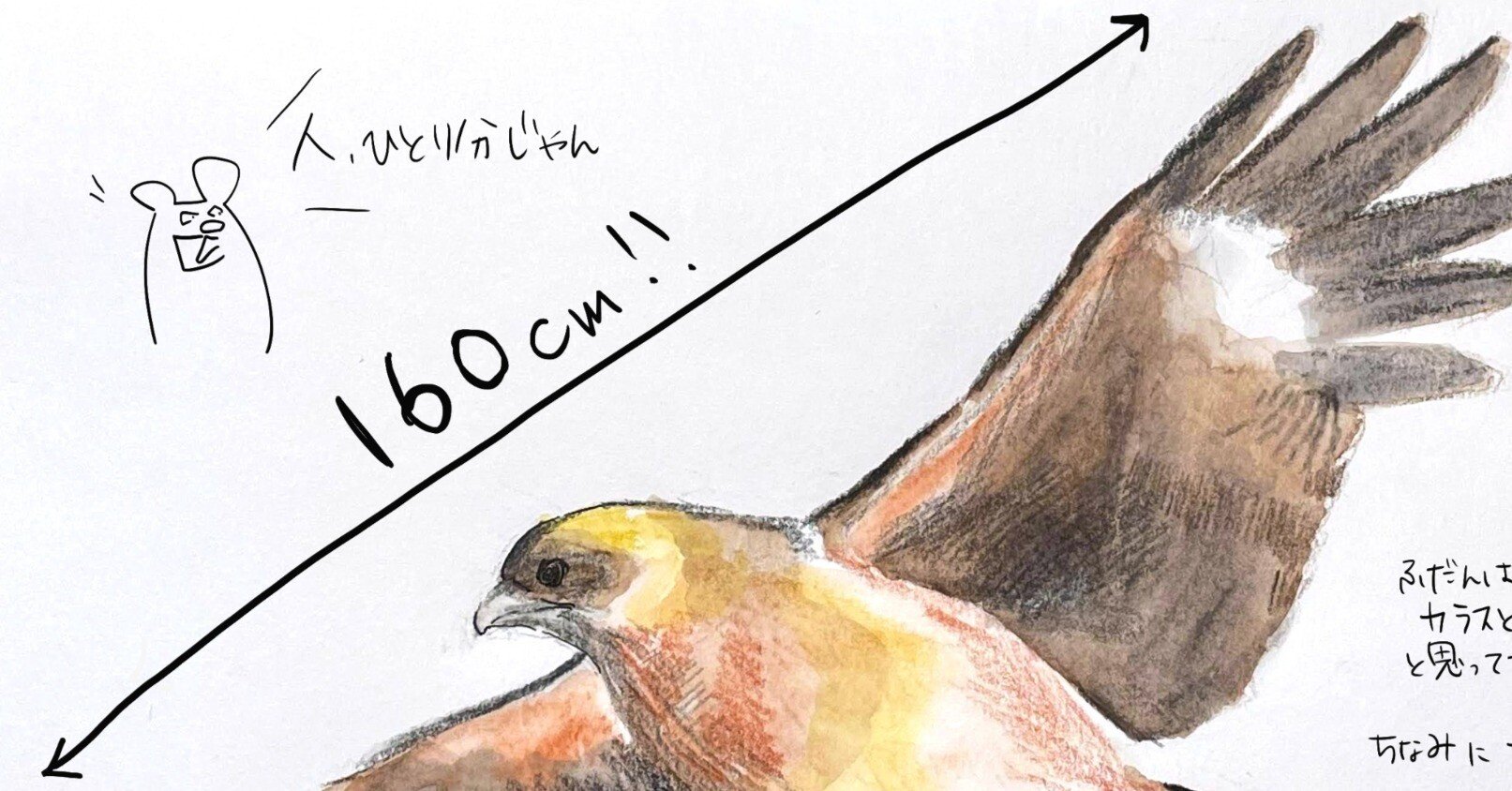 トビが翼を広げたらじつはデカい｜くますけ｜自然ガイド・クリエイター