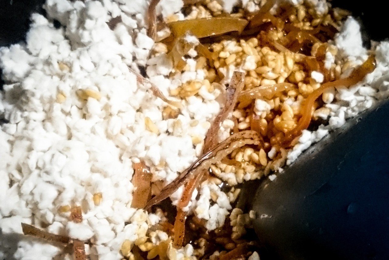 冬 1月 スルメイカの糀漬け で簡単に発酵食材を取り入れる めがね Note