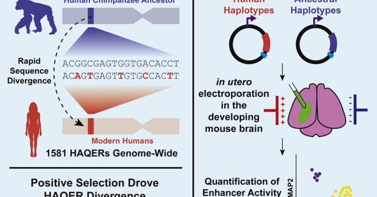適応的な配列分岐がヒトの新しい神経発達エンハンサーを鍛え上げる｜哉百名