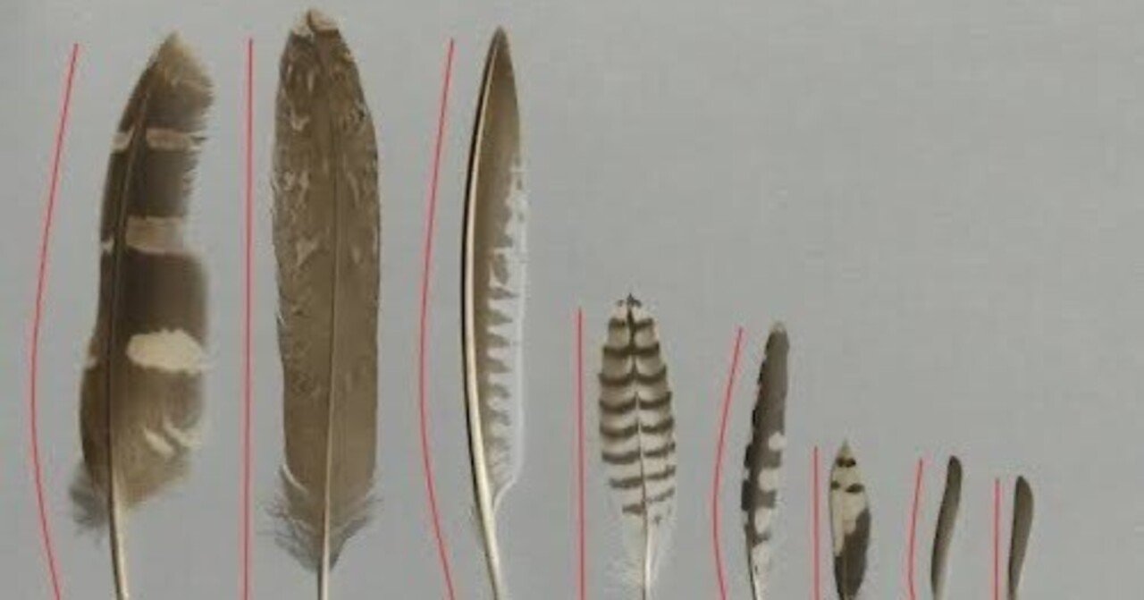 第1336回 鳥の羽って ⑴｜翆野 大地