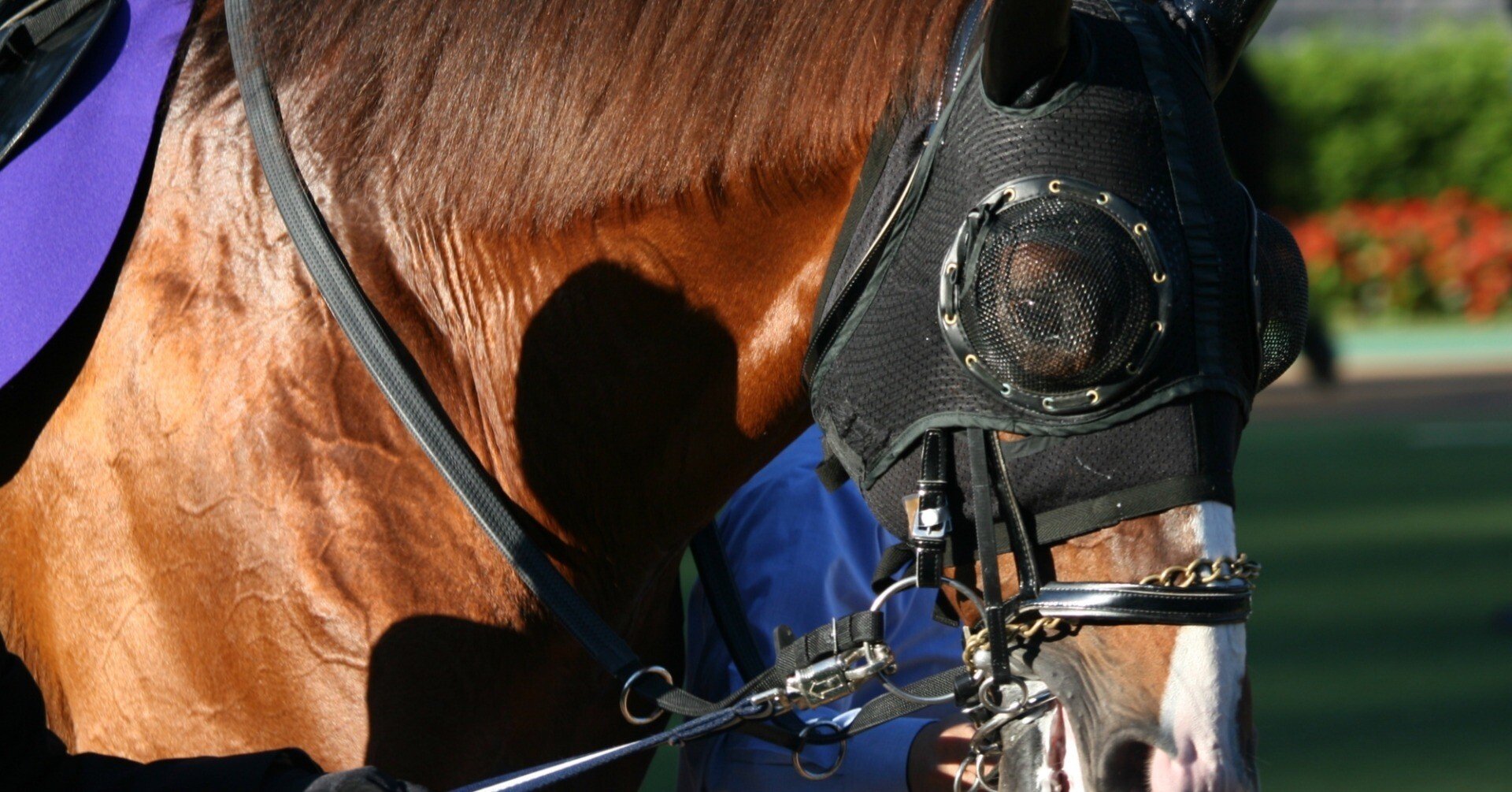 競馬の真実、競走馬の真実、勝つための馬券戦略【一部無料公開、5.7